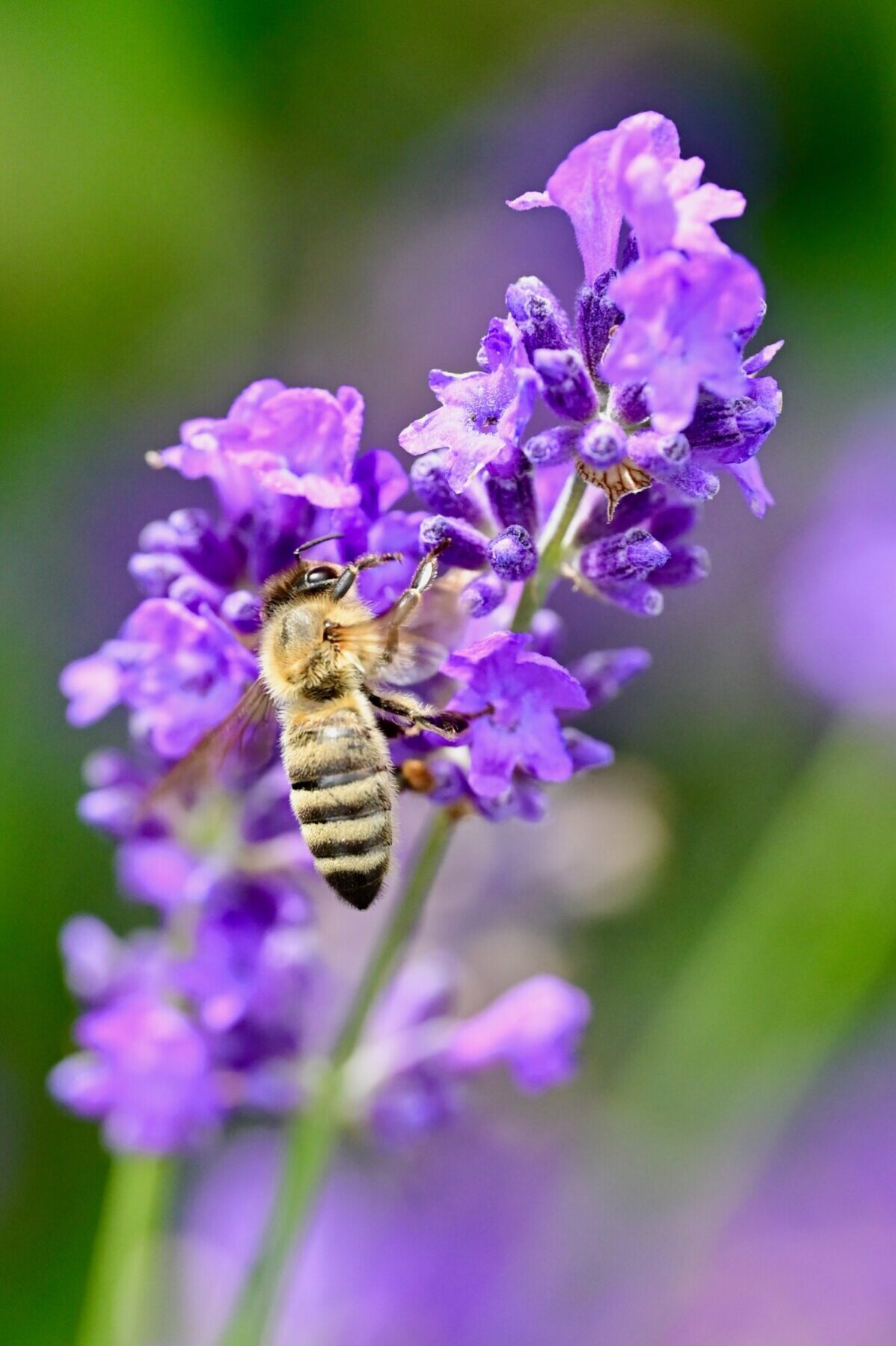 Macro shot of a bee on a lavender flower