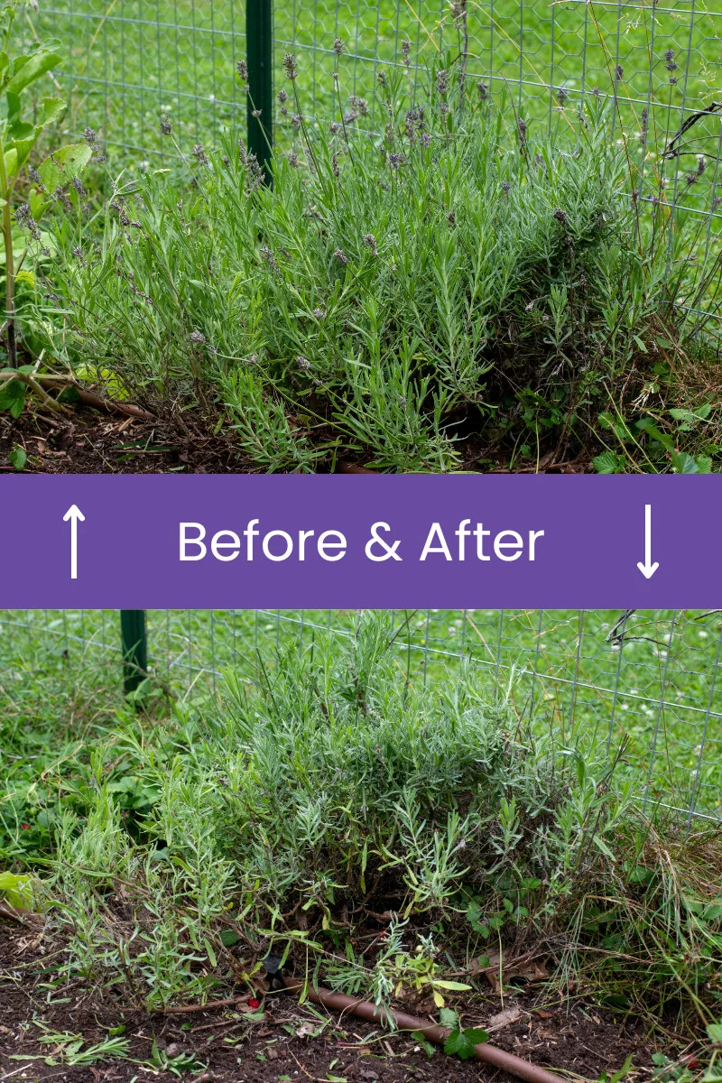 Photo collage showing before and after pruning of lavender bush
