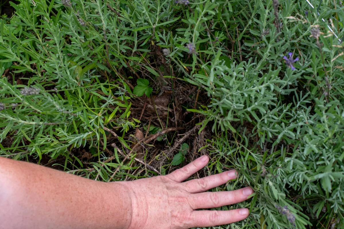 Woman's hand spreading the leaves of a lavender bush to show the inside.