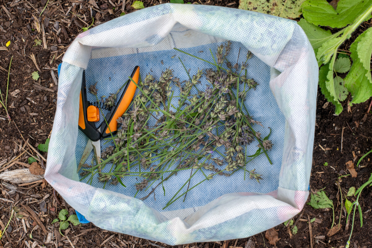 Old lavender buds in a bag