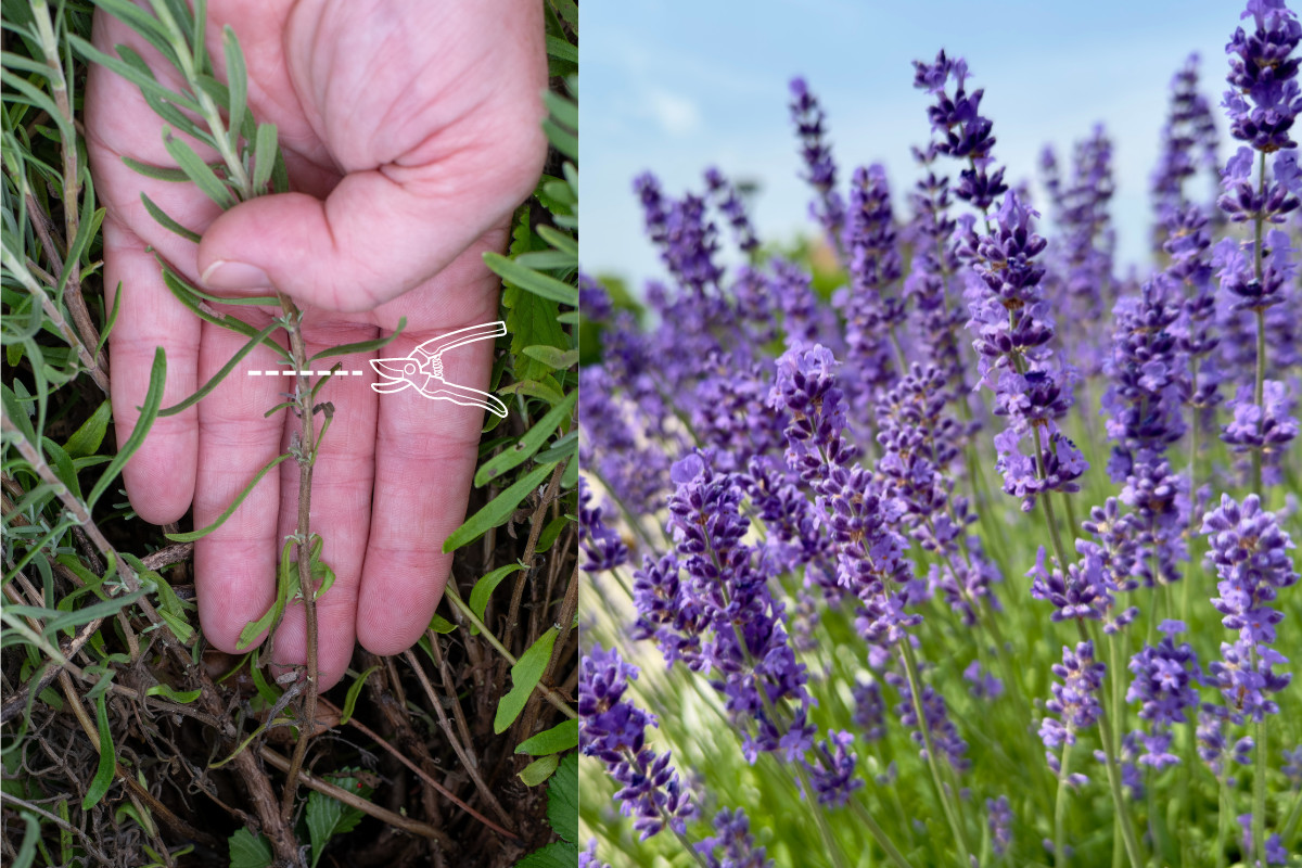 Photo collage of lavender and hand holding a stem.