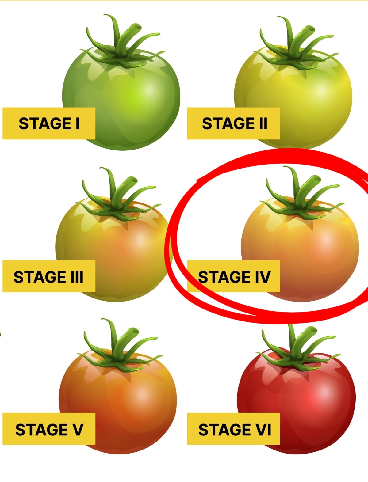 Graphic of tomato ripening stages