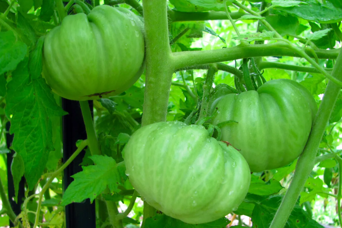 Green heirloom tomatoes on the vine