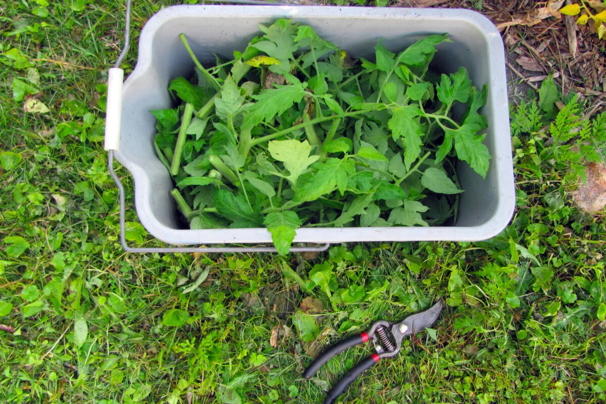 Bucket with tomato prunings