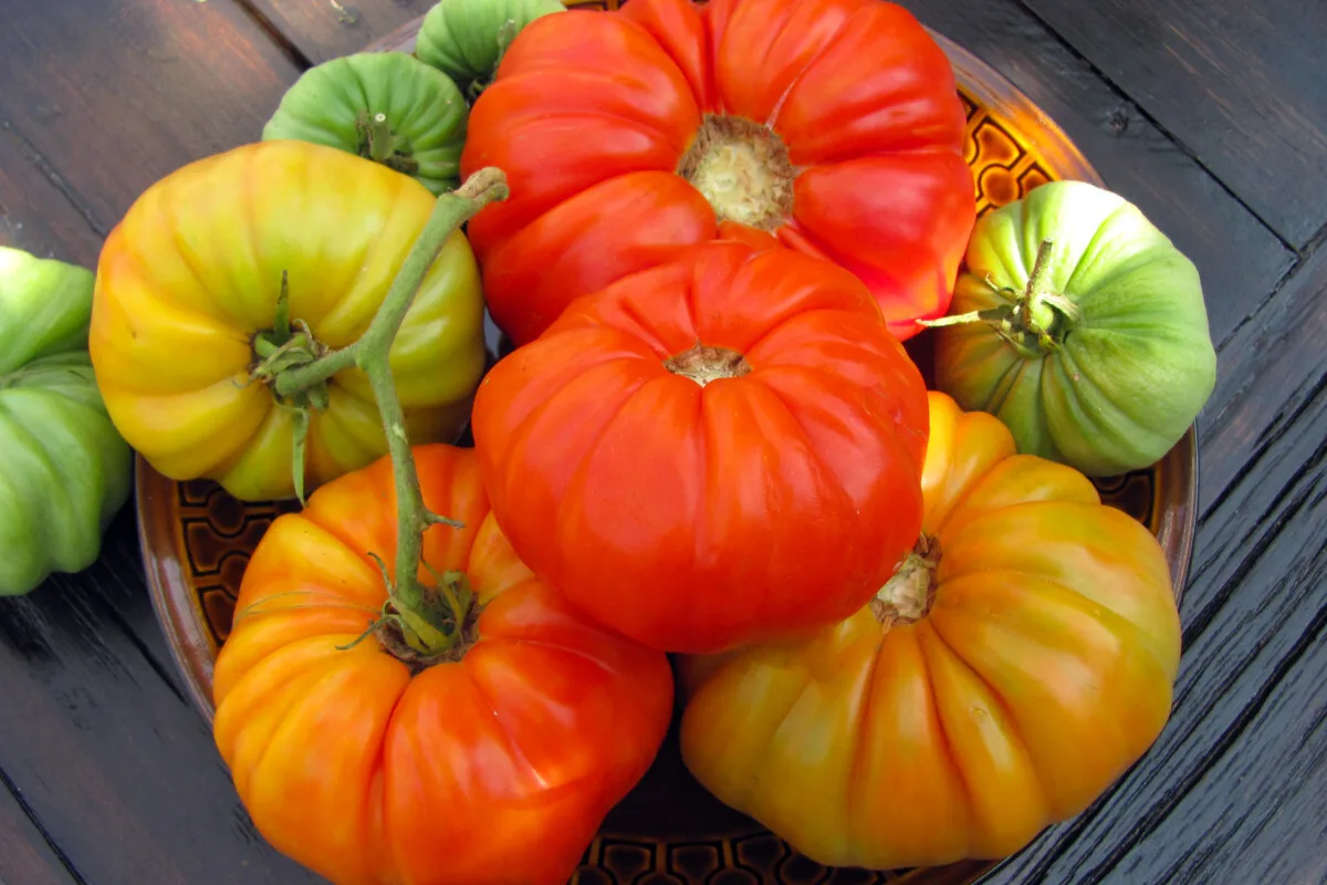 Plate piled with heirloom tomatoes in various stages of ripeness.