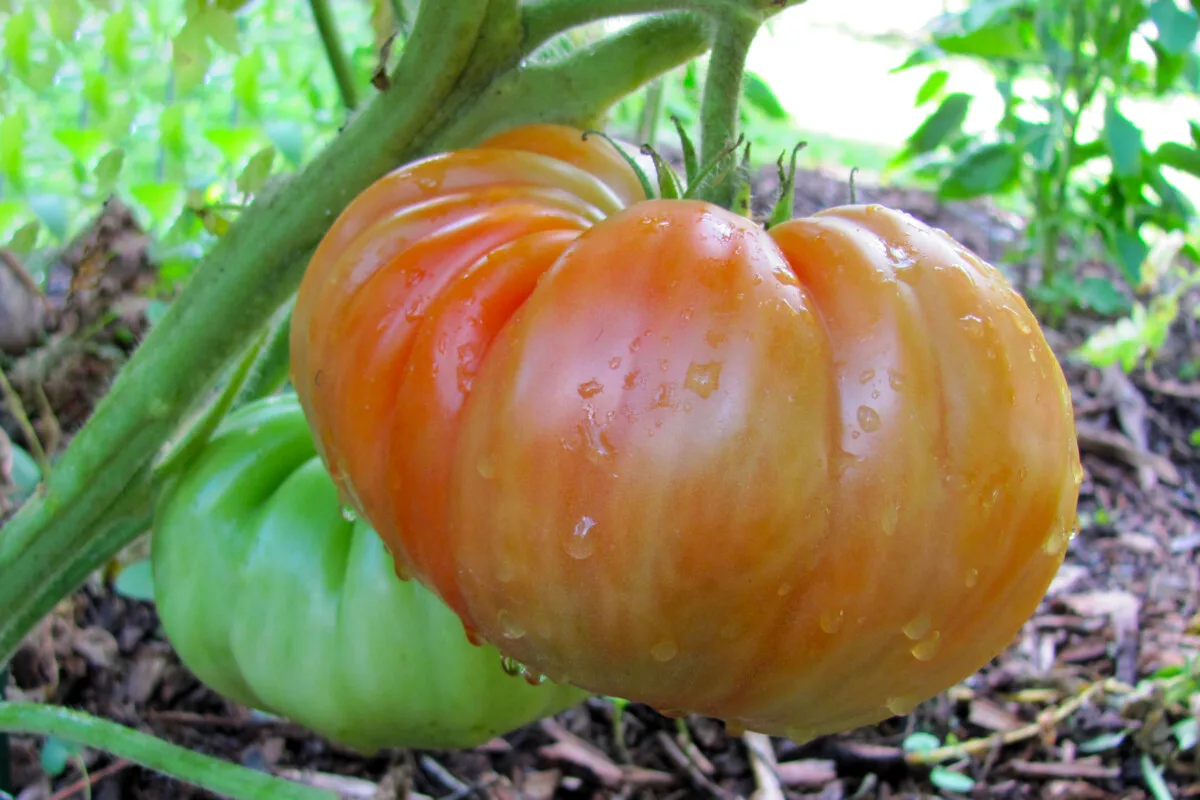 Heirloom tomato ripening on the vine