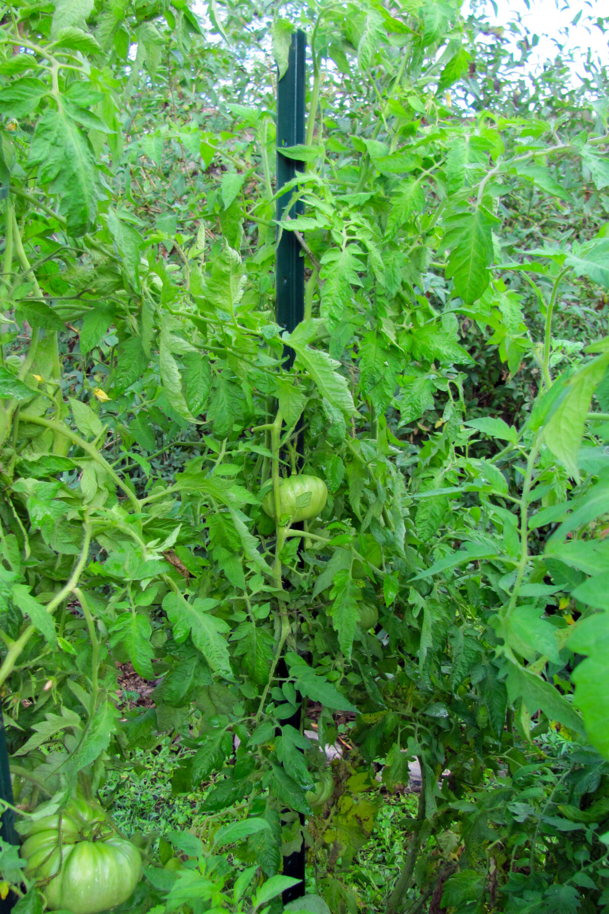 Mass of vining tomatoes