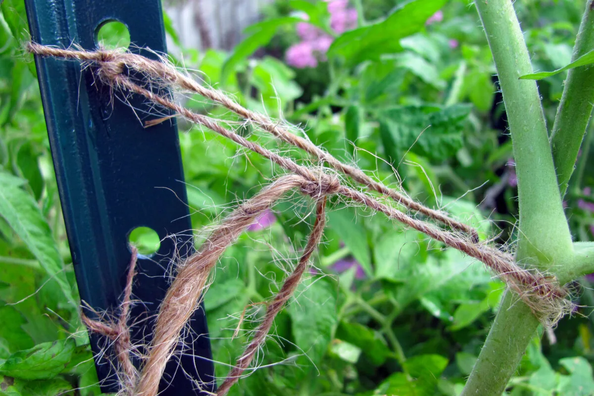 Close up of a tomato vine tied with twine