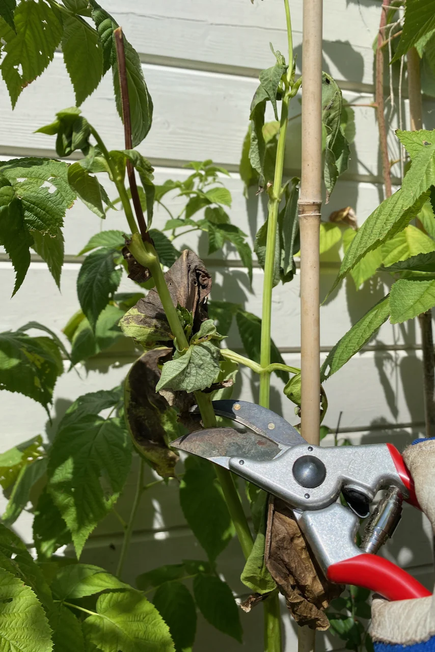 Pruners used to cut a stem