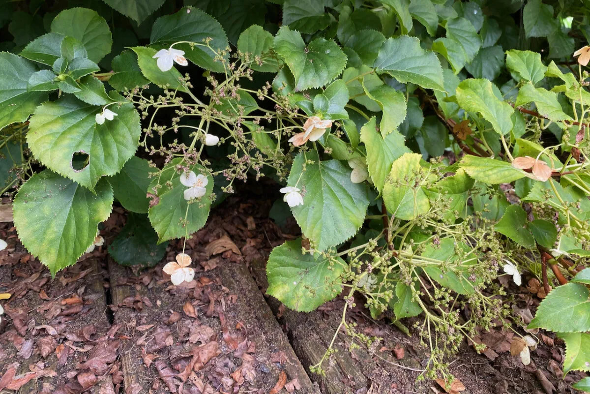 Untidy corner of a fall garden