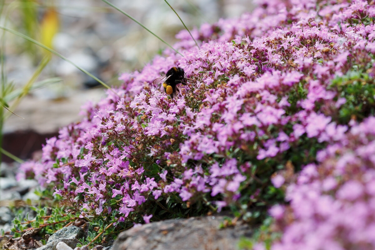 Creeping thyme