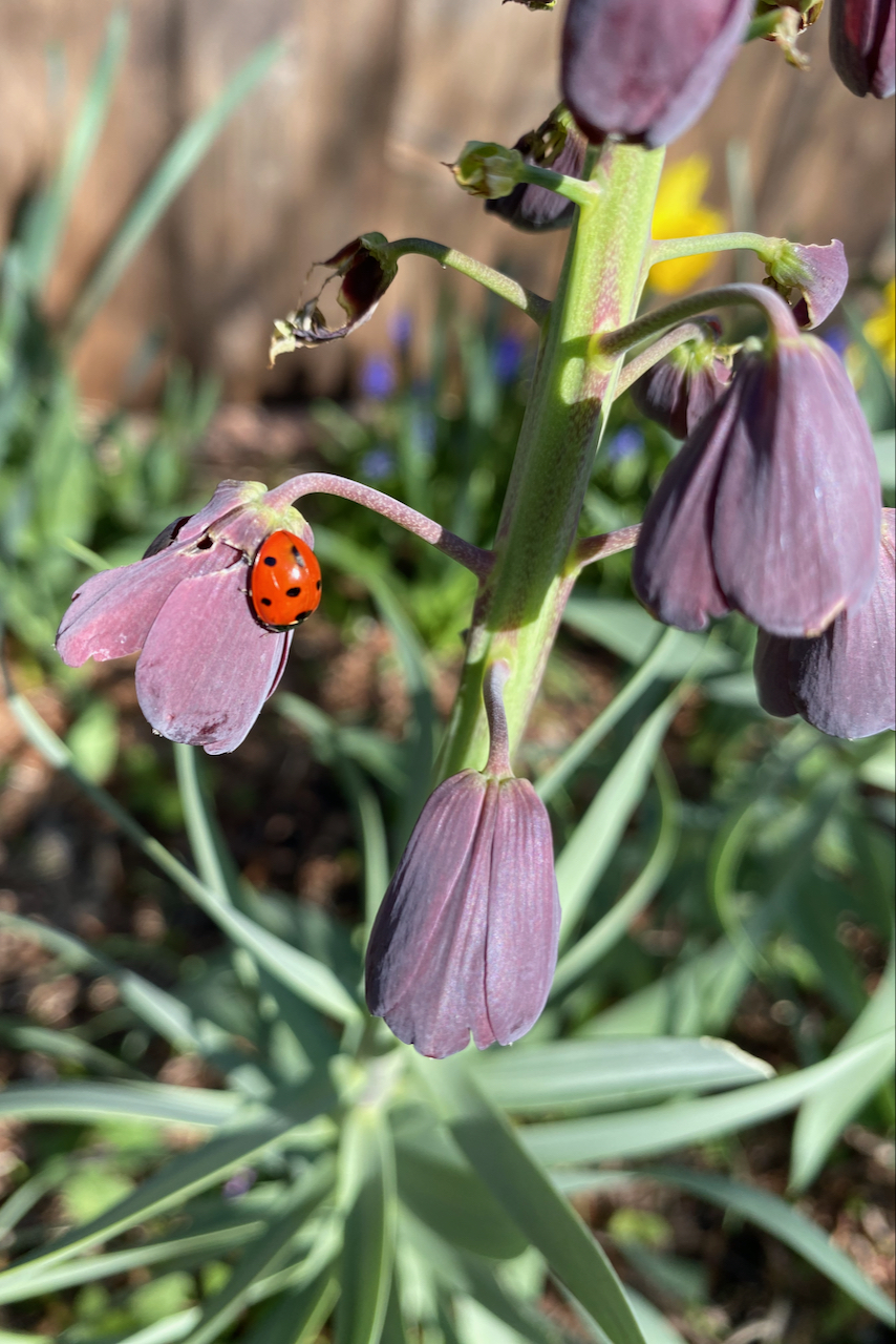 Ladybug on a flower bud