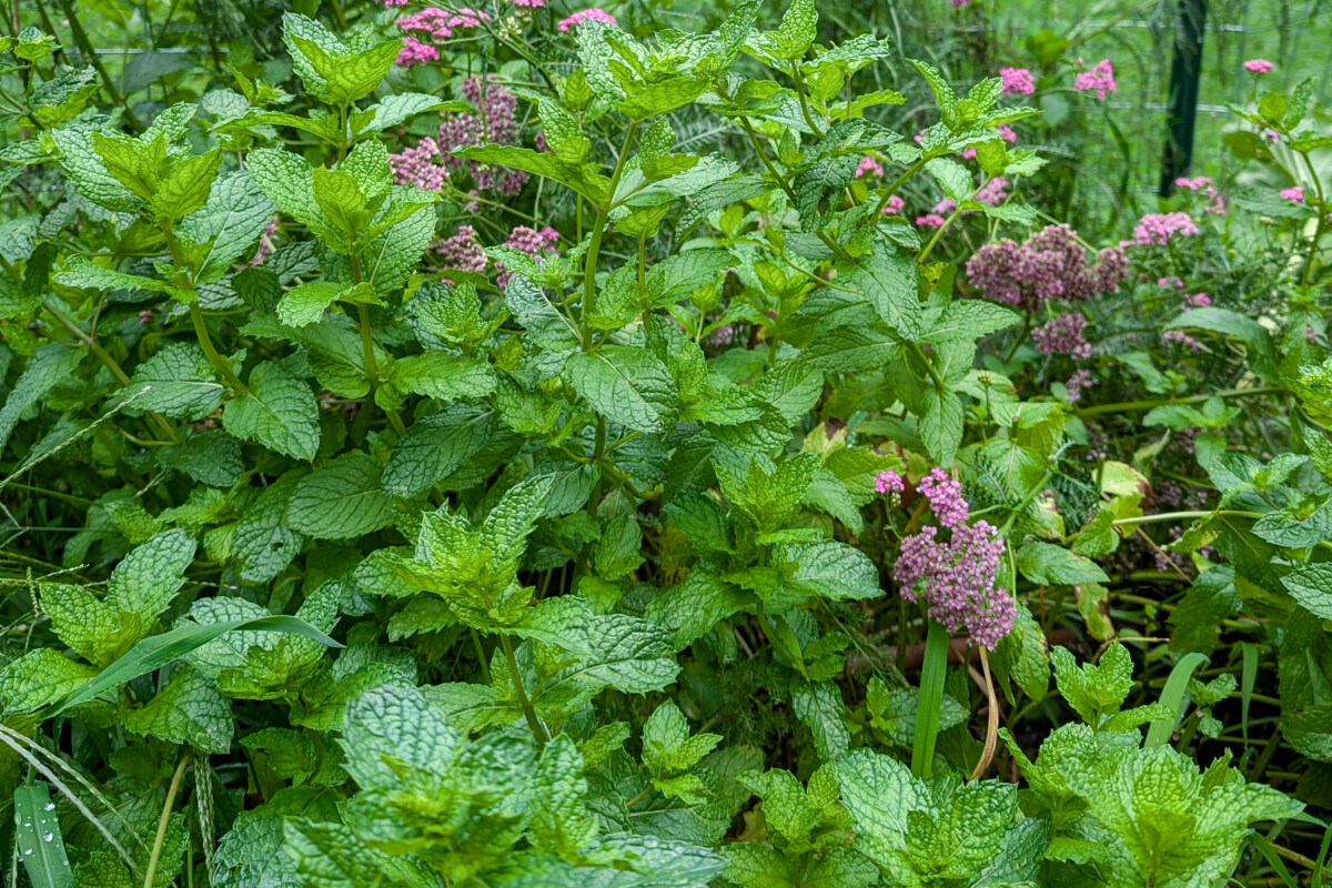 Mint and yarrow growing in a garden