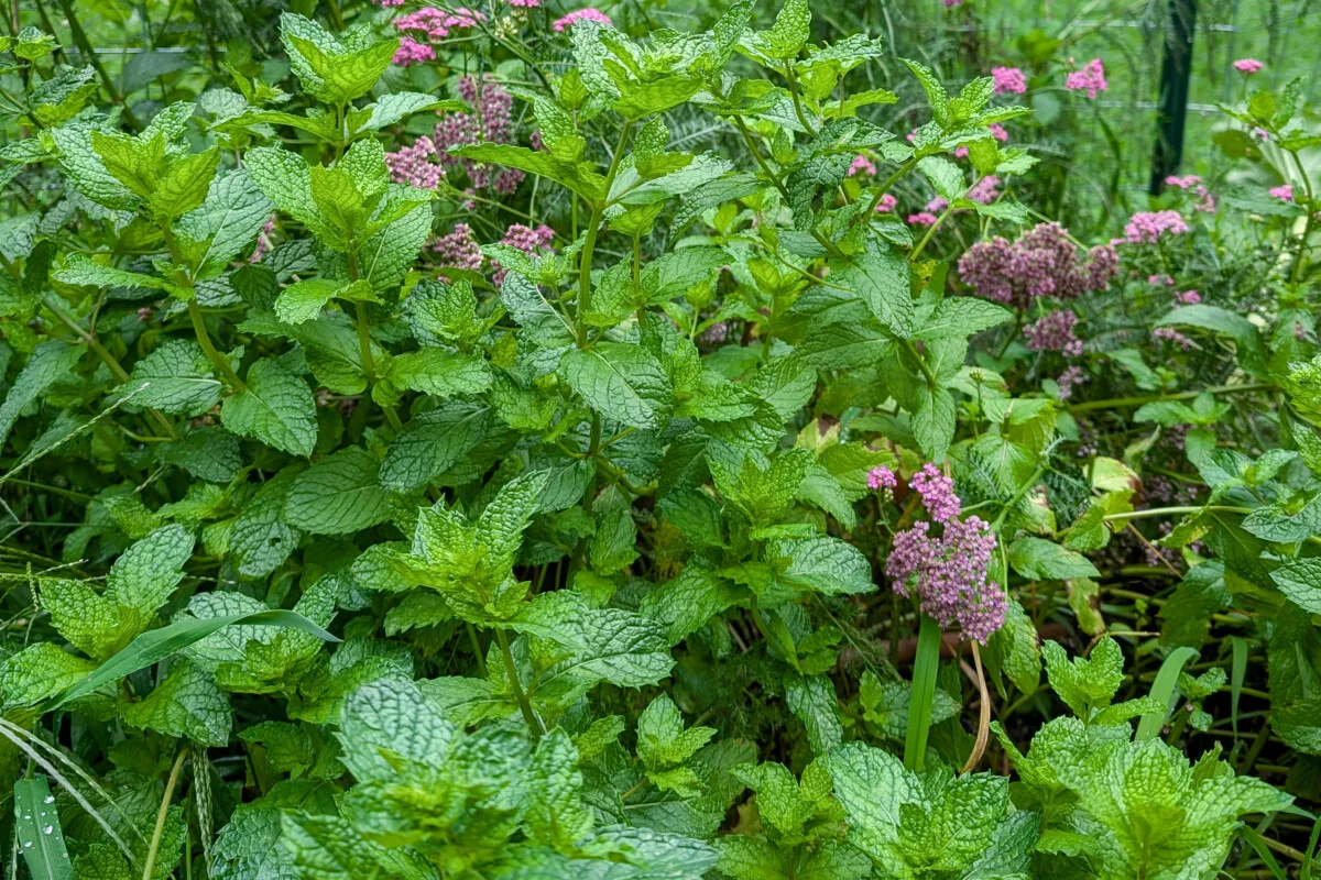 Mint and yarrow growing in a garden