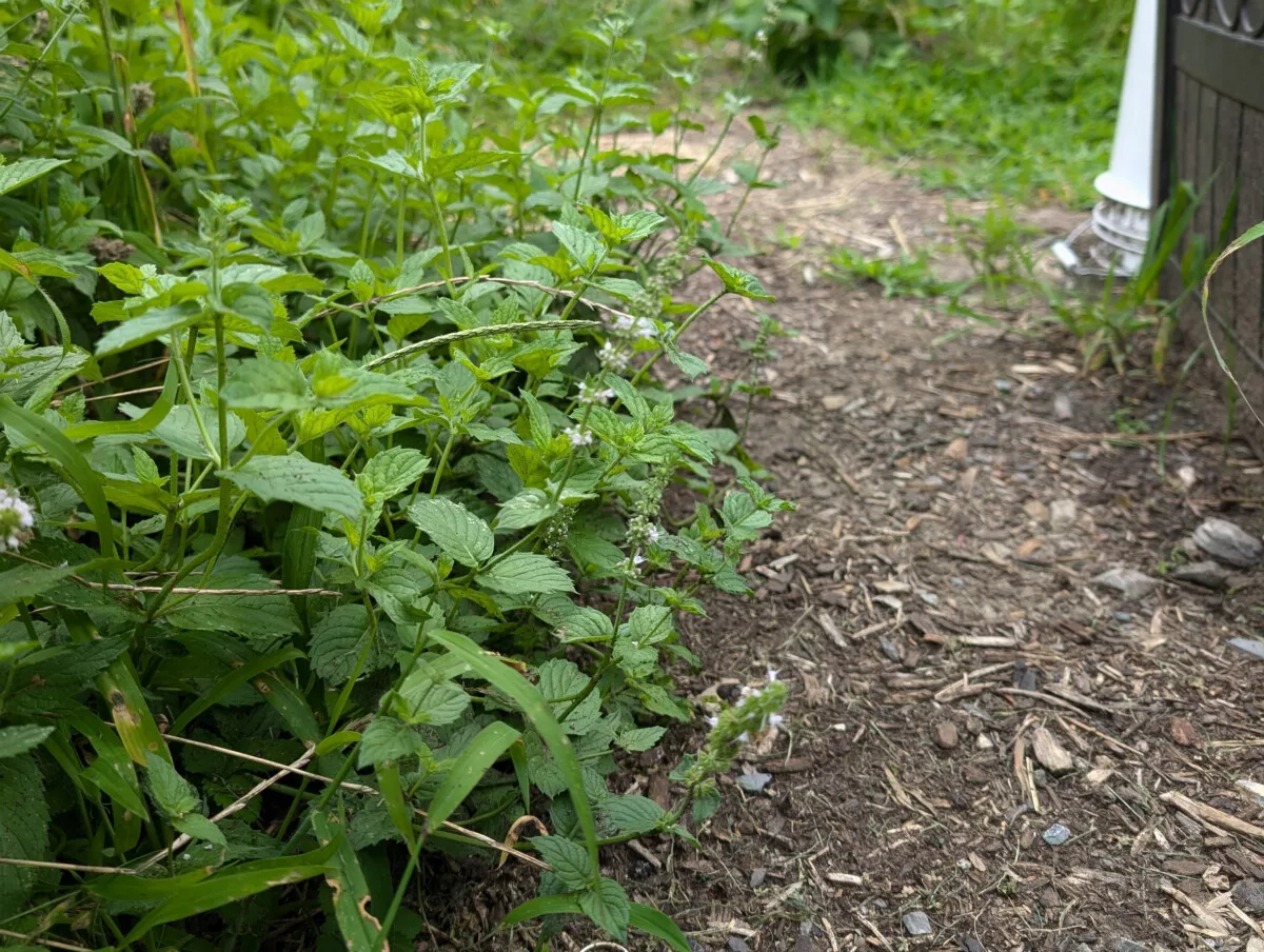 Peppermint crowding out a garden path