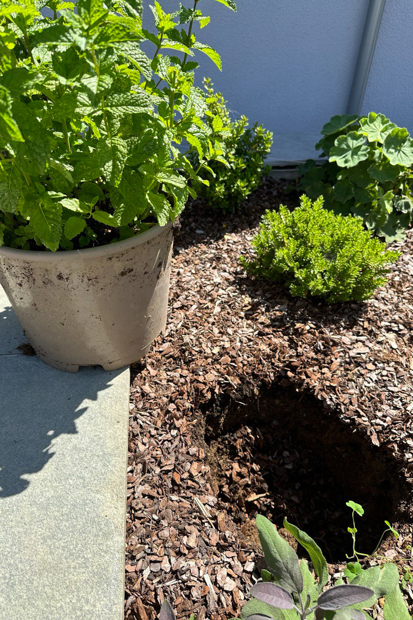 Hole in the ground with a potted mint plant next to it