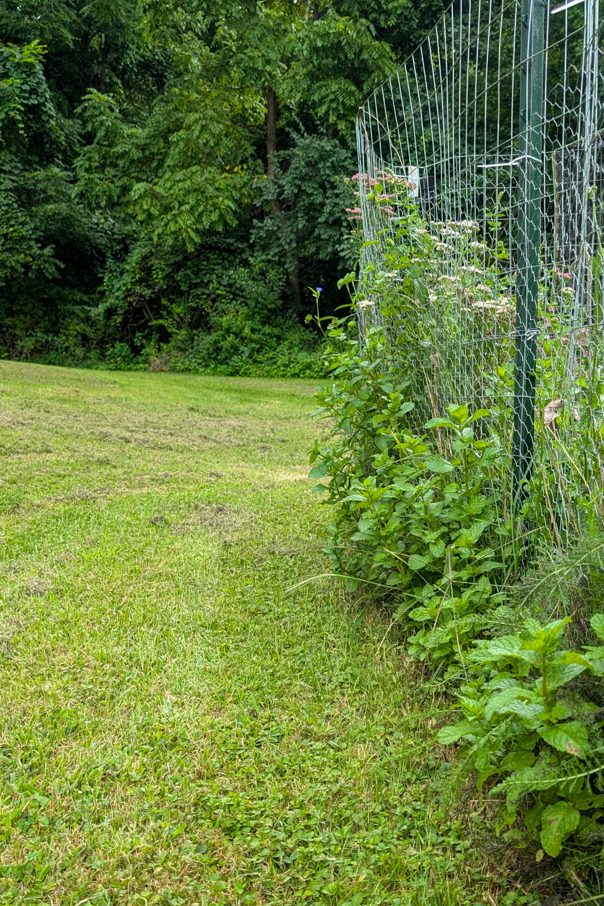 Mint growing along the edge of a garden fence