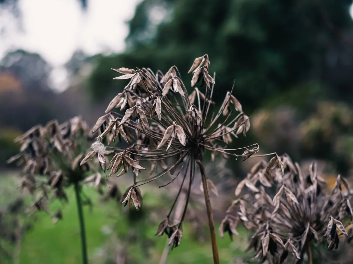 Dried Lily of the Nile seed heads