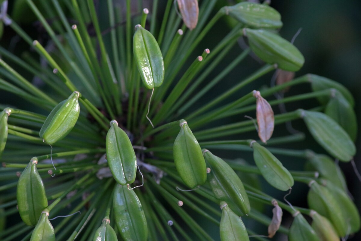 Agapanthus seeds