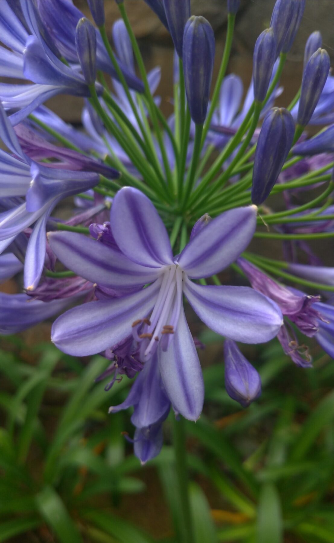 Purple African Lily blossom