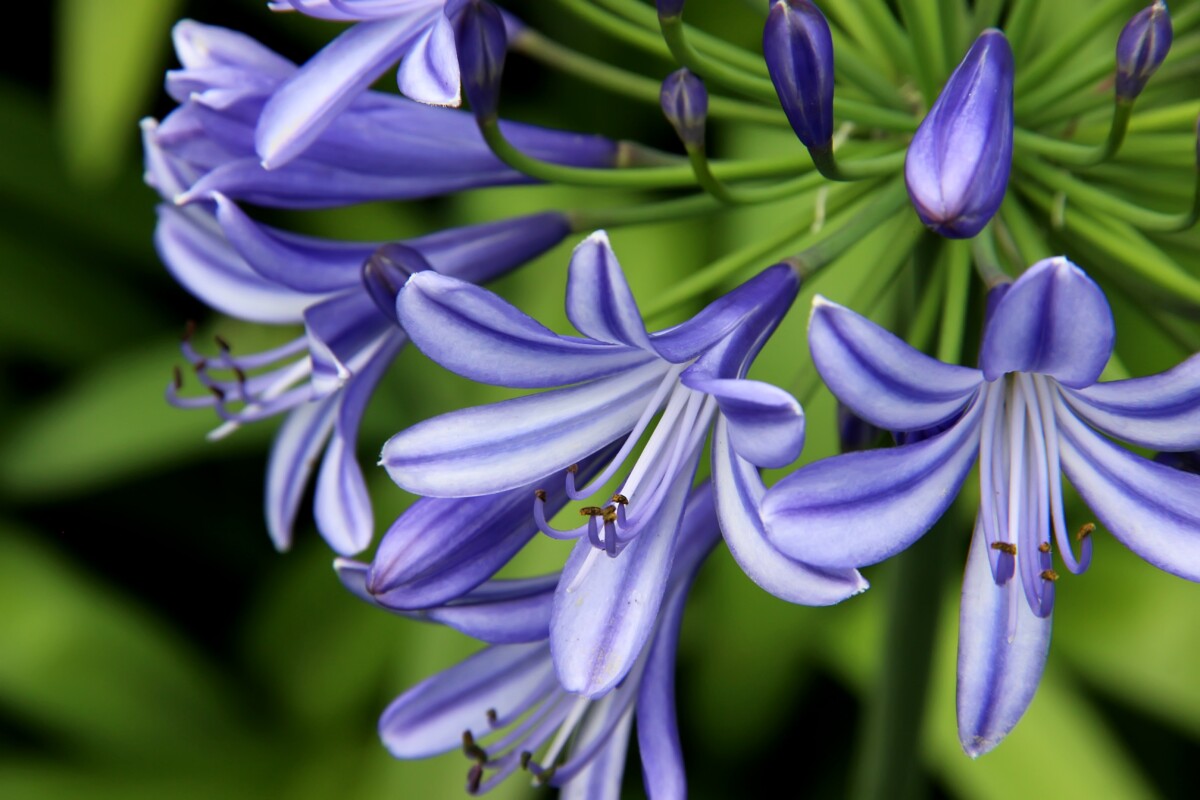 Close up of agapanthus blooms