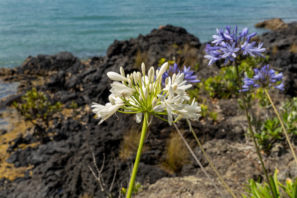 Agapanthus growing by the sea