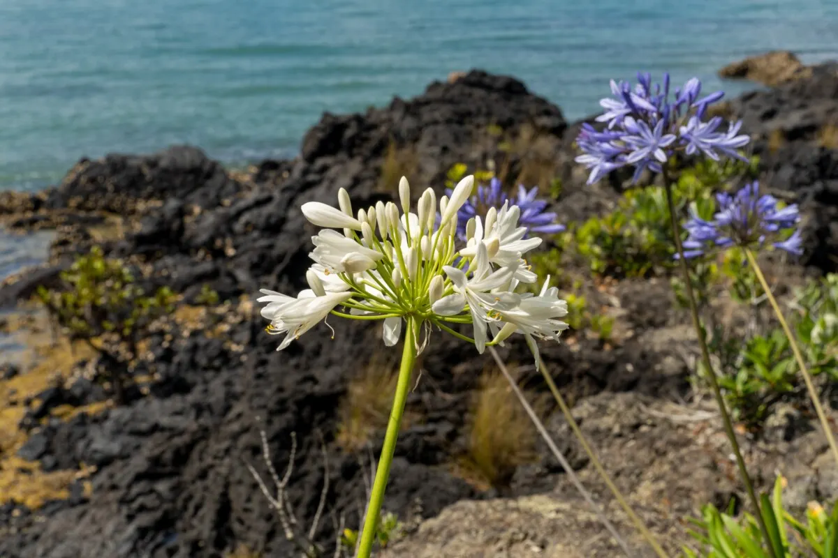 Agapanthus growing by the sea