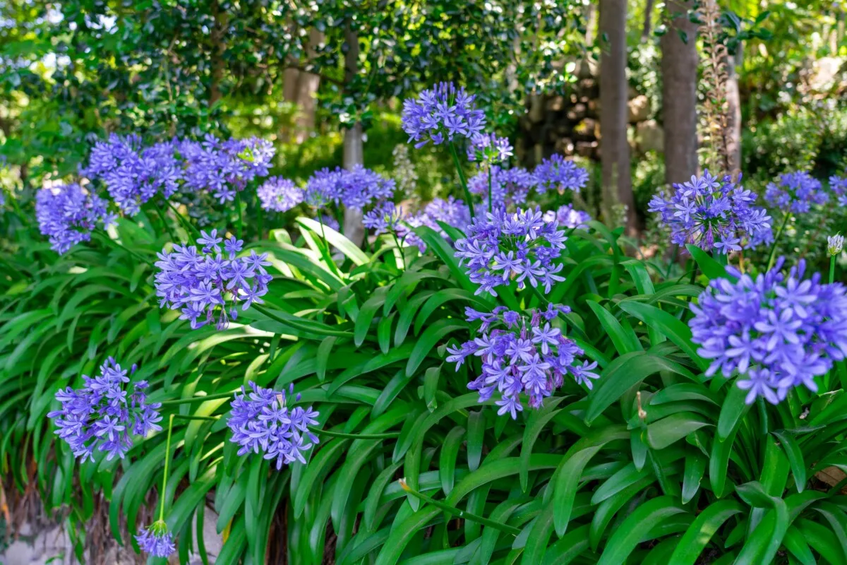 Agapanthus in bloom