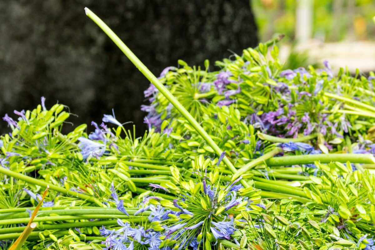 deadheaded agapanthus blooms