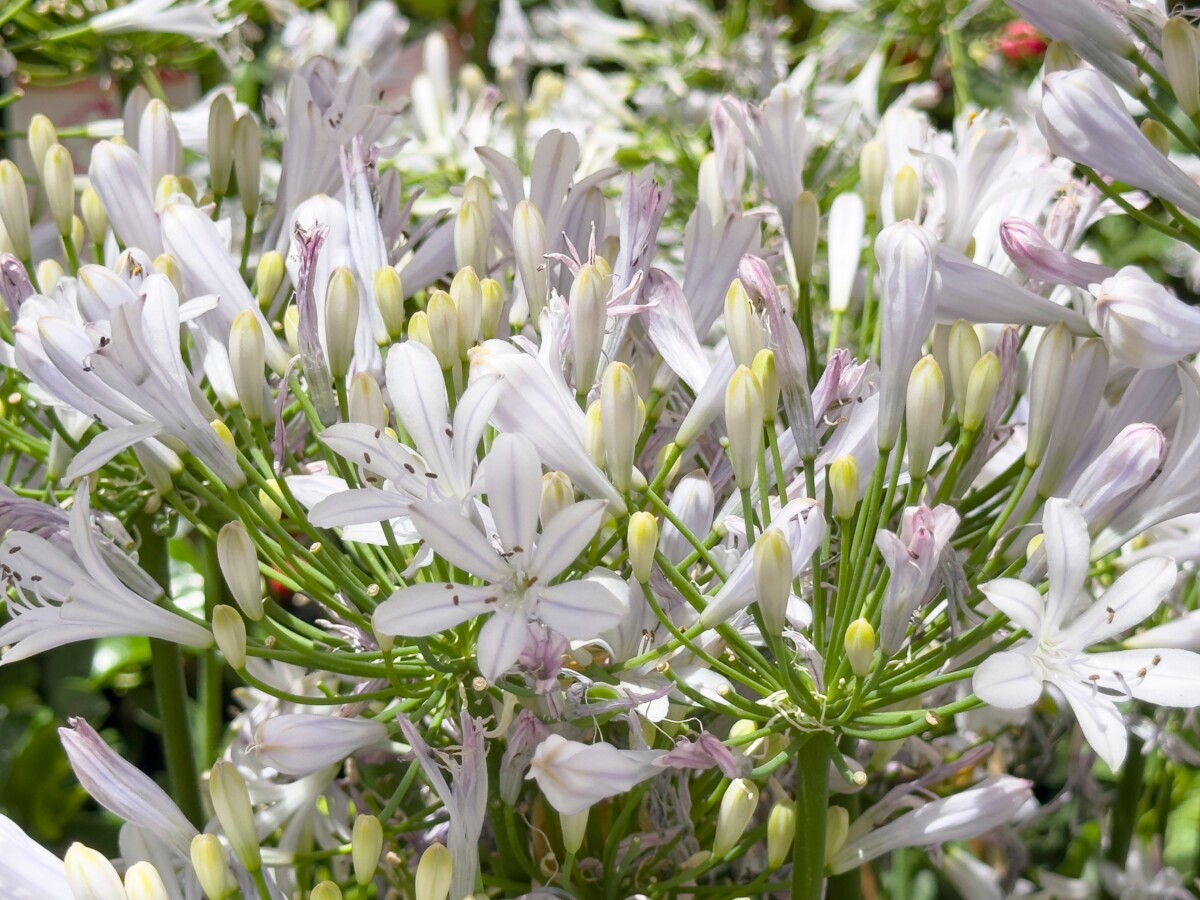 White agapanthus