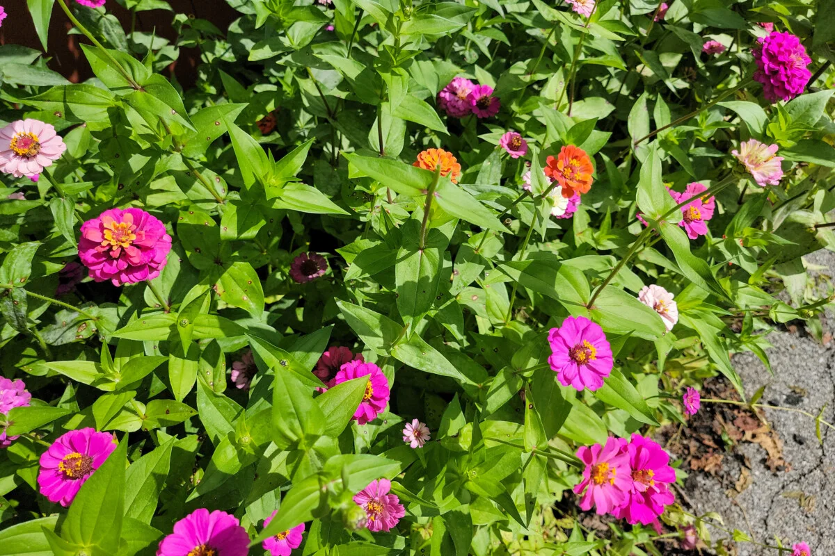 Zinnias in the sun