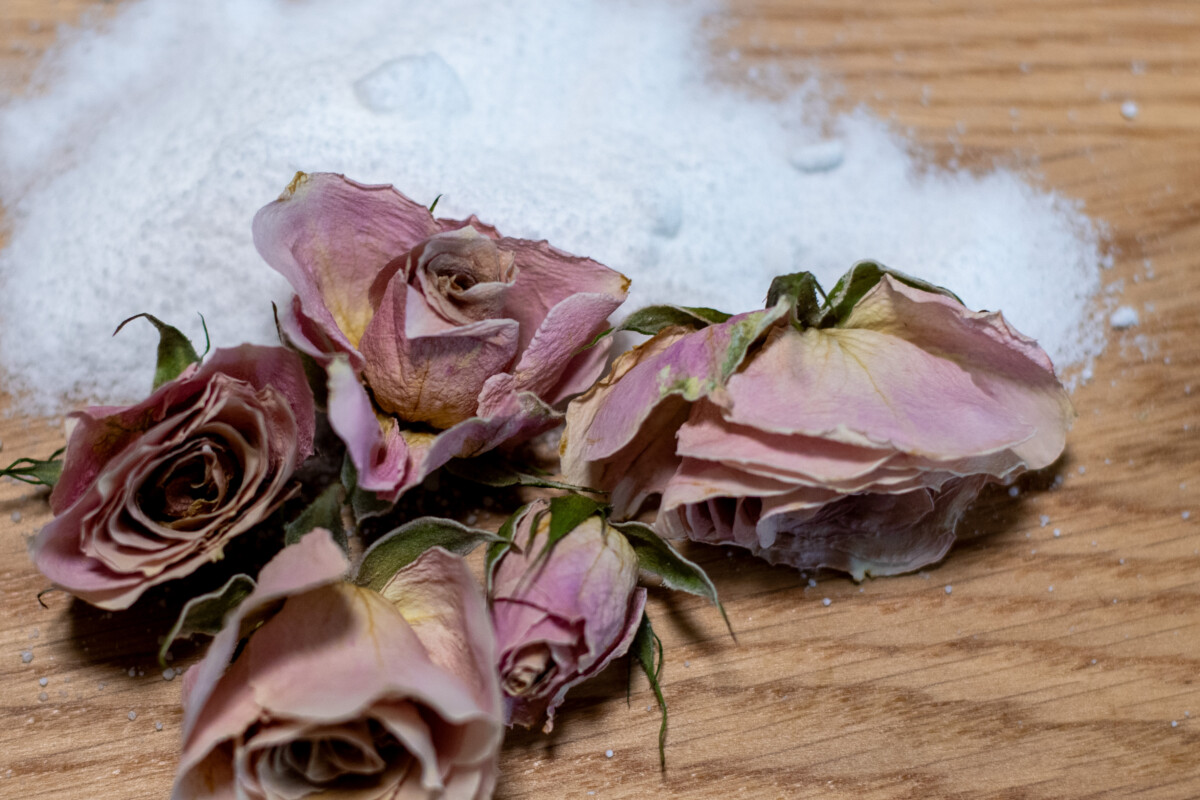 Rose buds dried in Borax