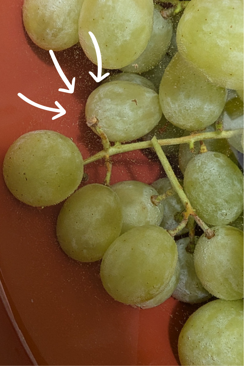 Close up photo of grapes in water with tiny bubbles from baking soda and vinegar