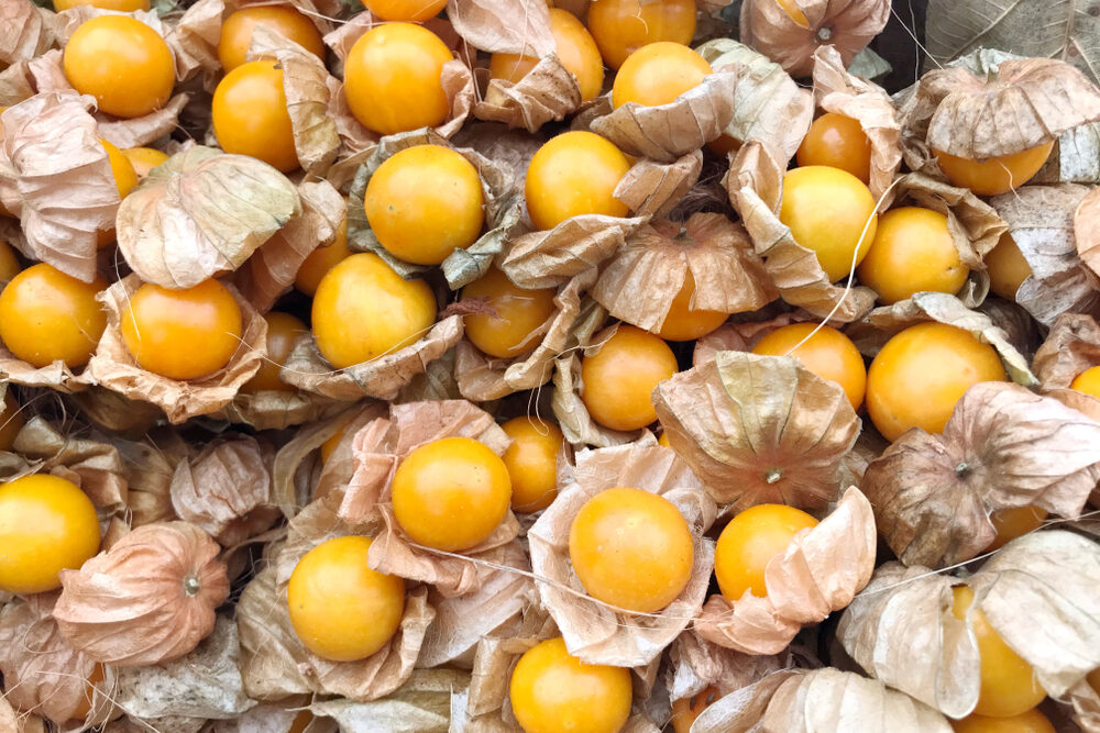 Ground cherries