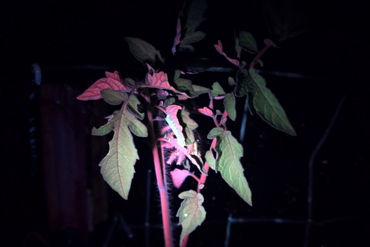 hornworm at night lit up by uv flashlight