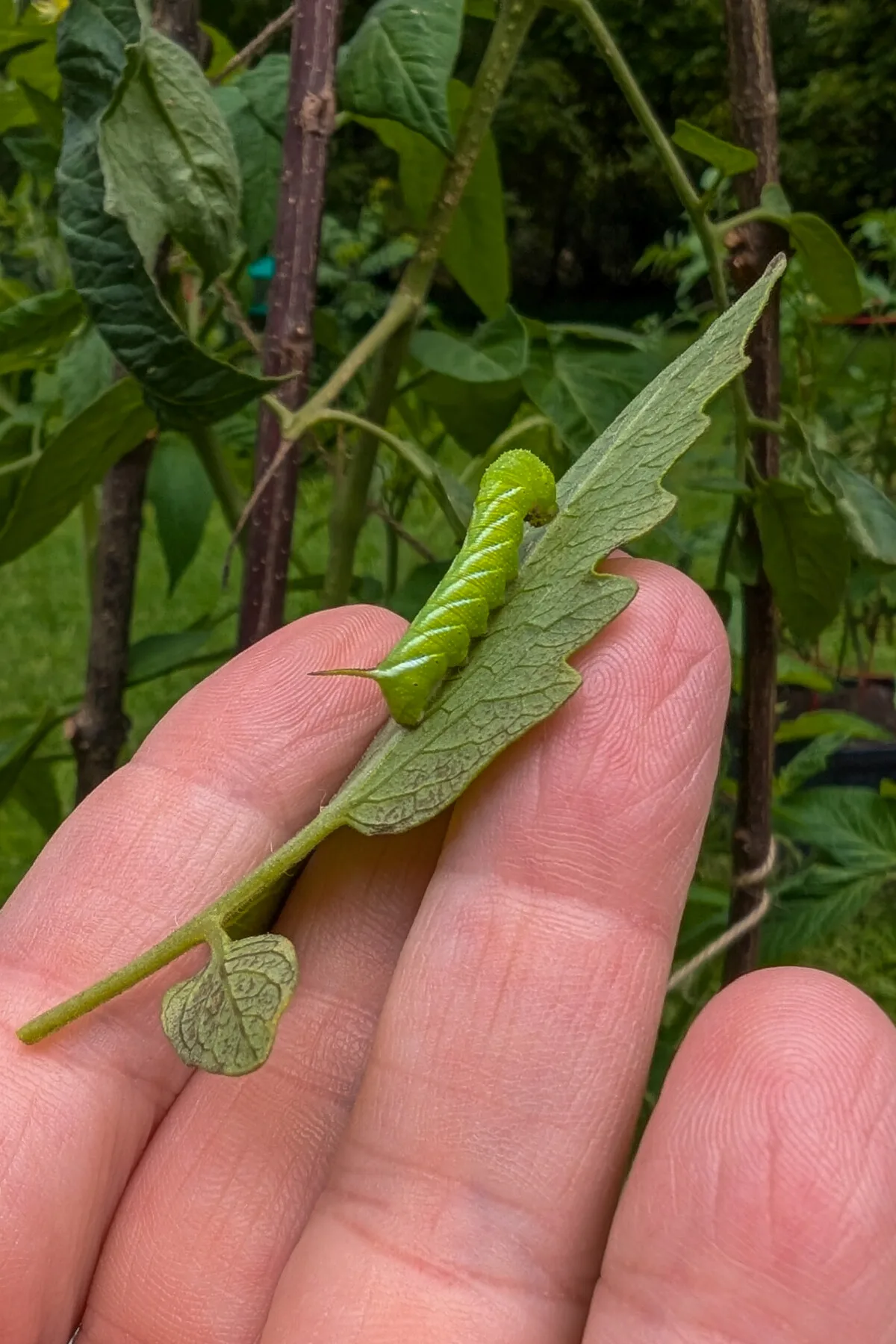 Hand holding a hornworm