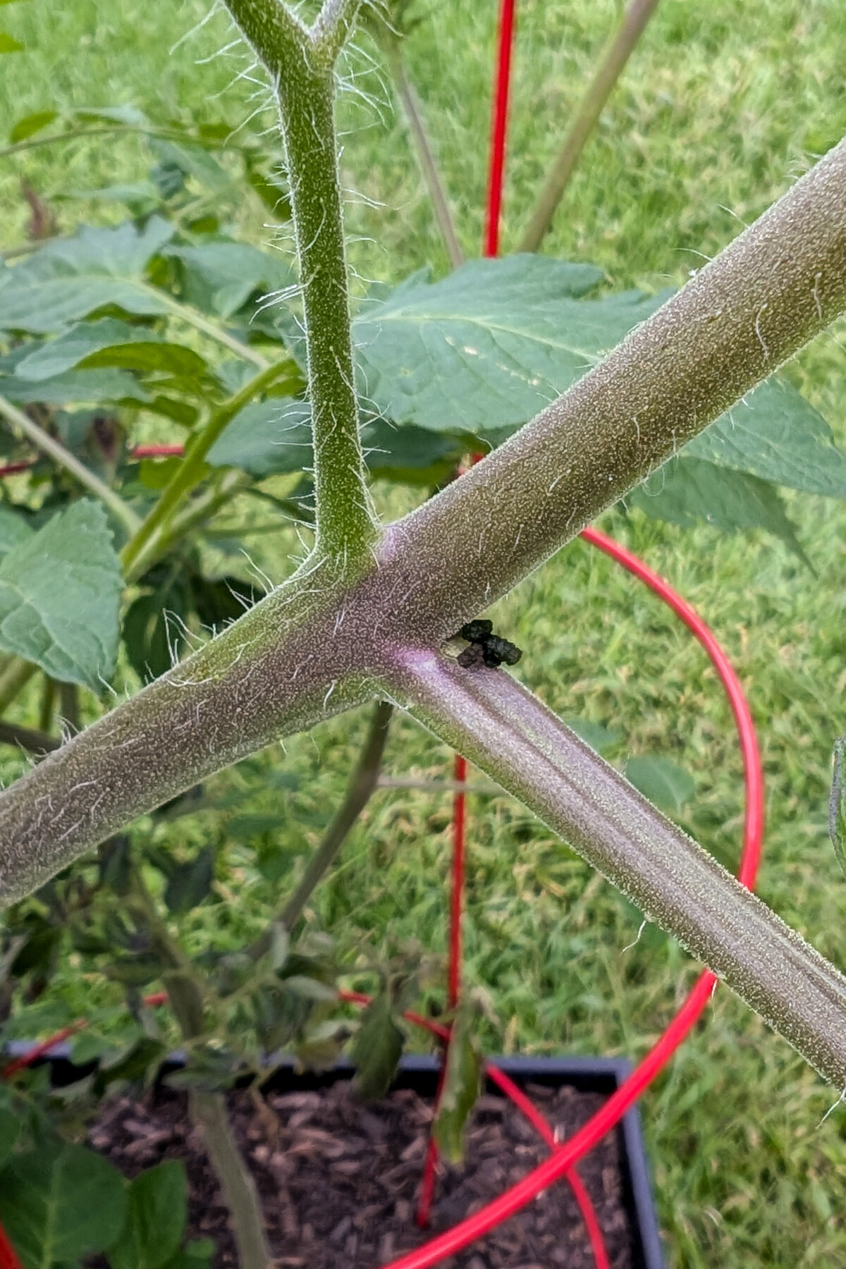 Tiny hornworm poop on tomato branch