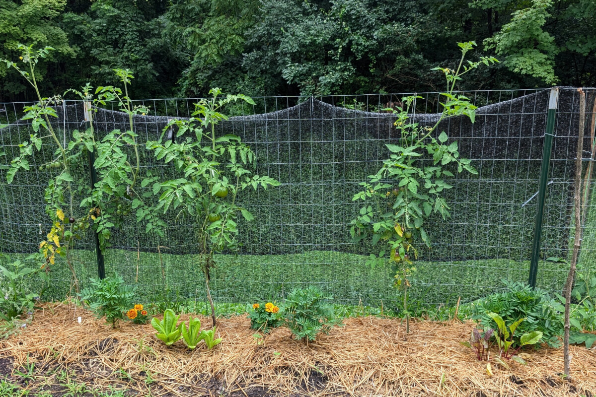 Marigolds growing next to tomatoes