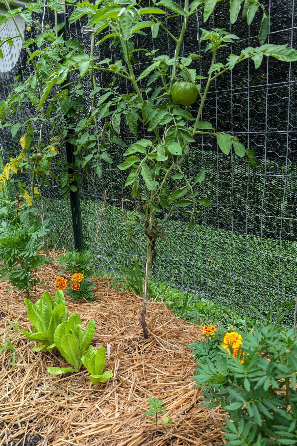 Marigolds growing by tomato plant