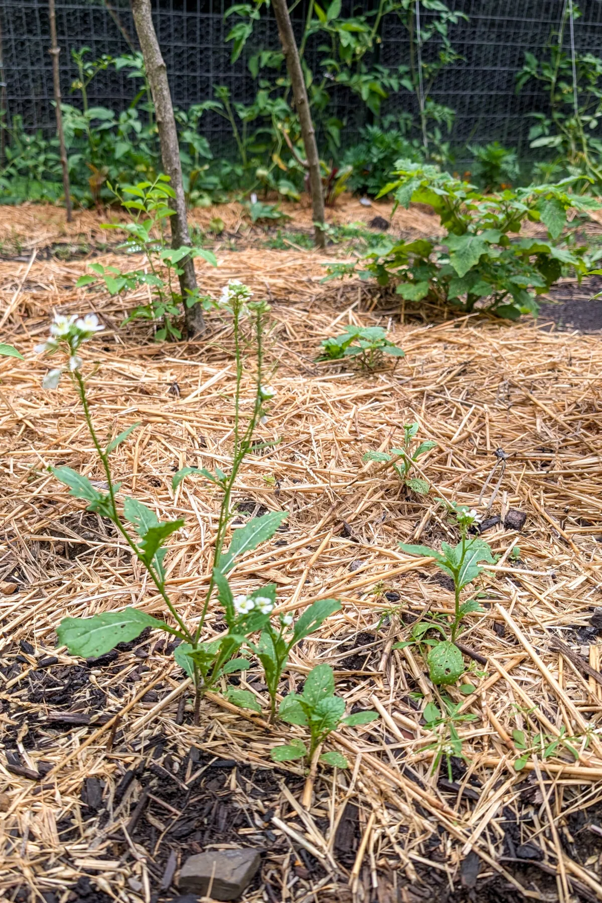 Wasabi arugula