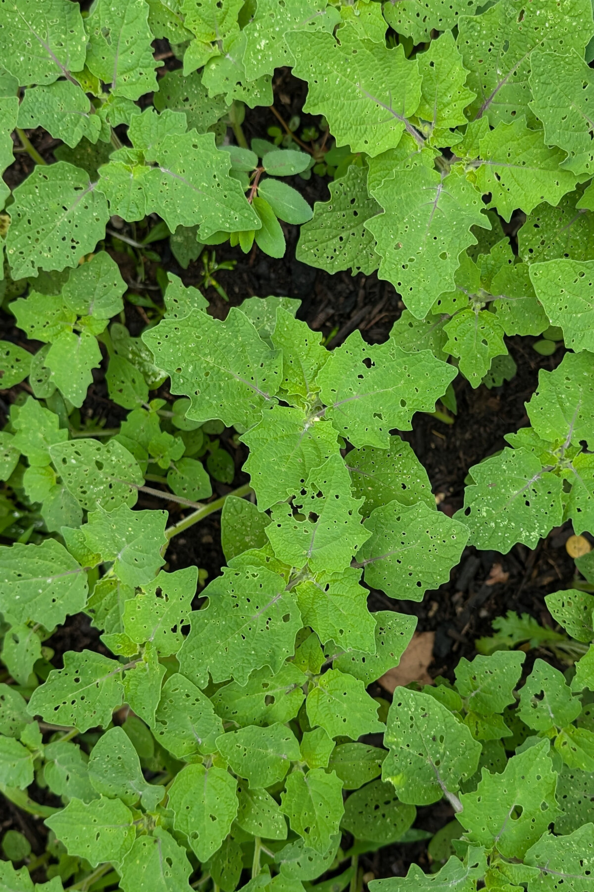 Ground cherry plants