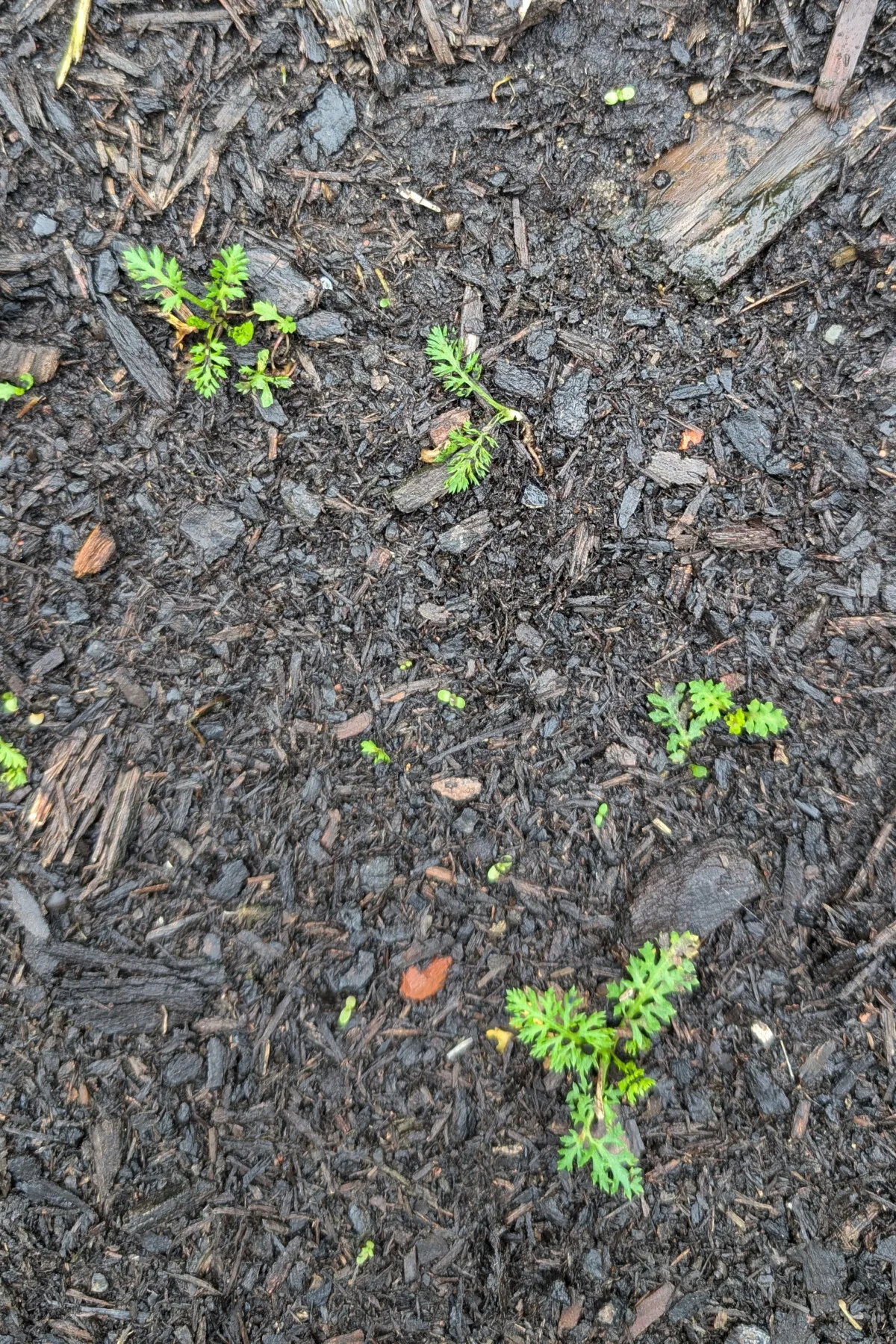 Chamomile volunteers growing in damp soil