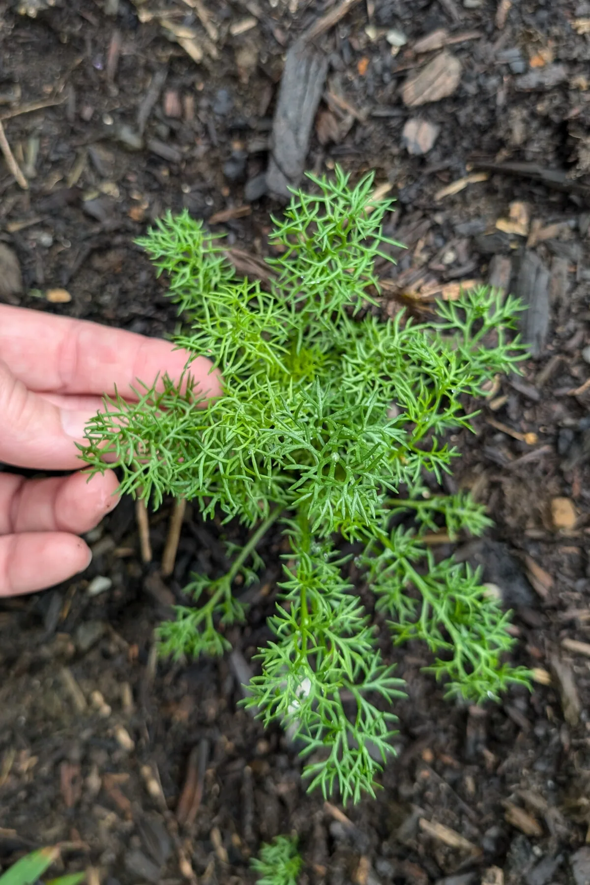 Chamomile plant