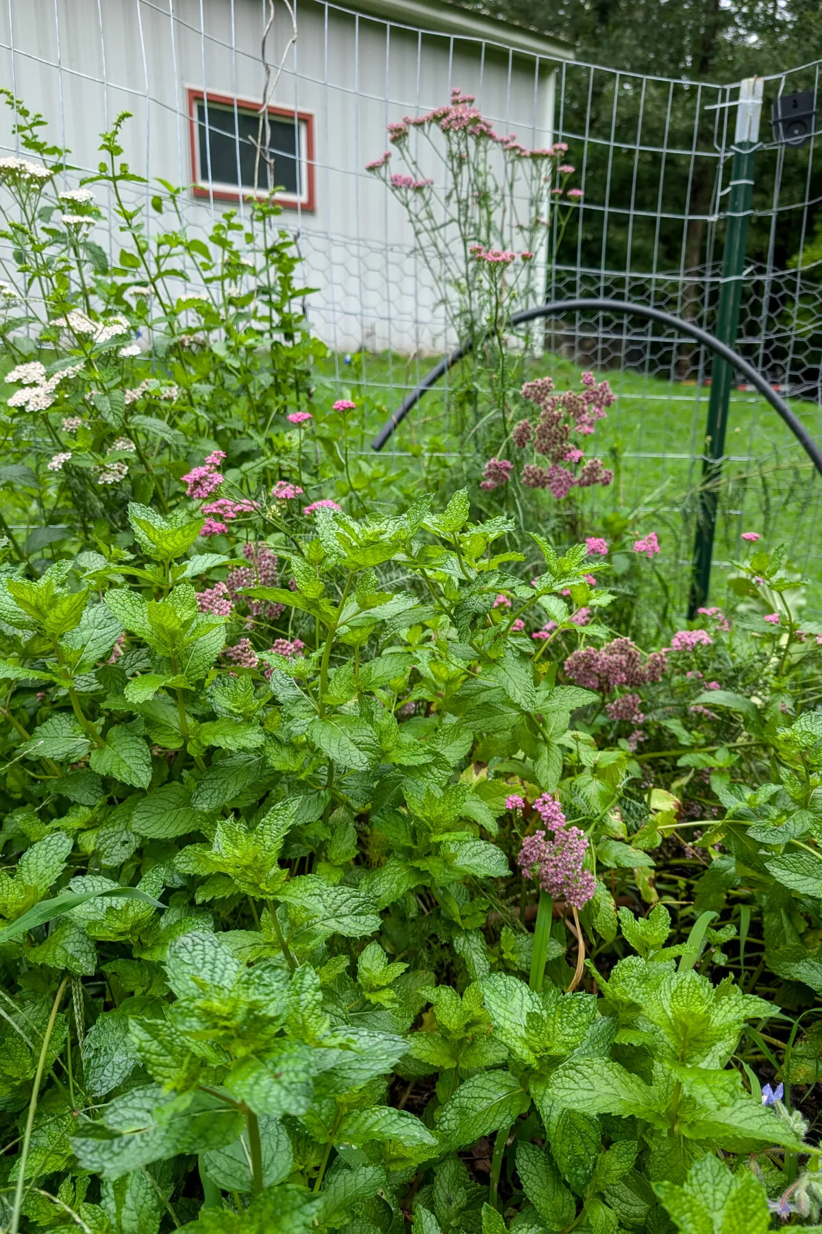 Patch of mint