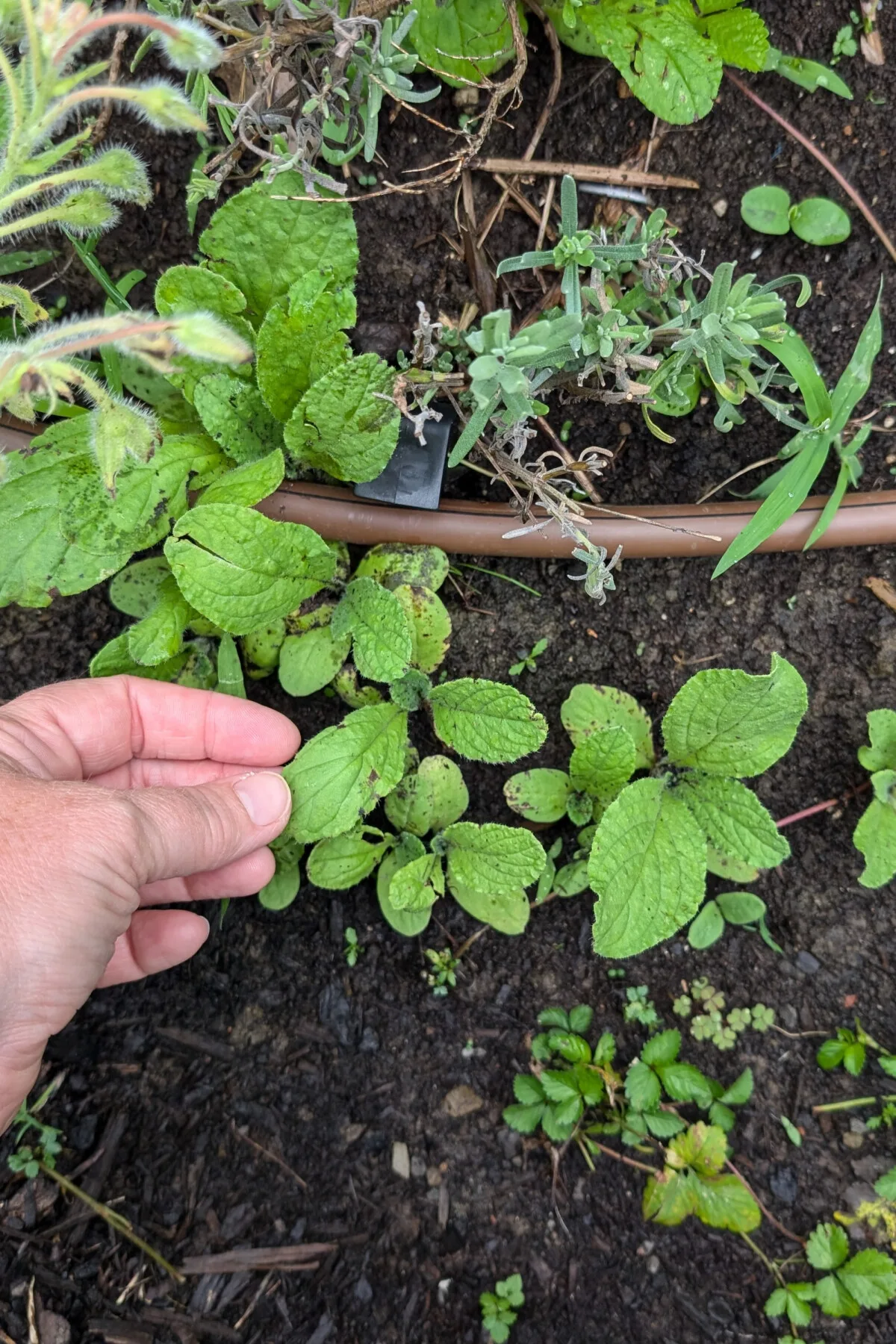 Several borage seedlings