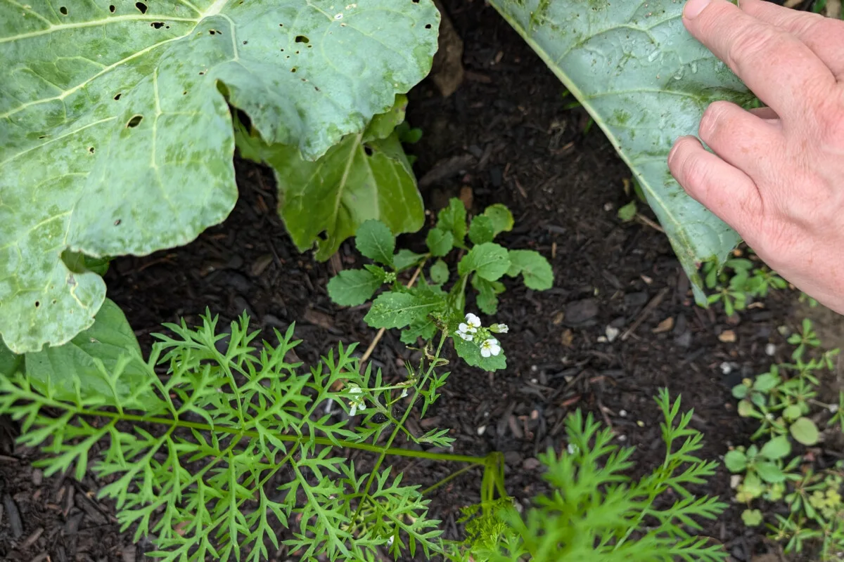 Arugula growing beneath a cabbage plant