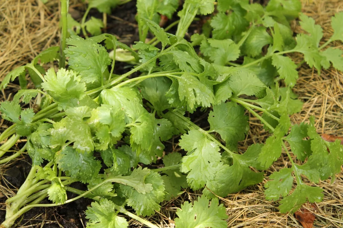 Cilantro