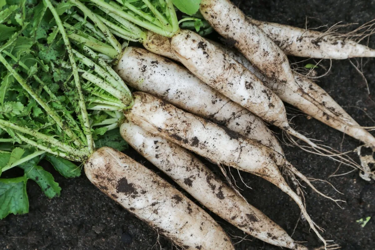 Daikon radish