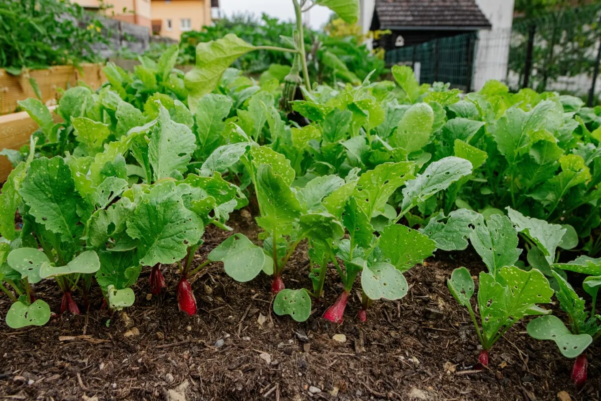 Radishes