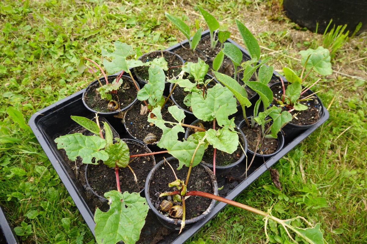 Rhubarb